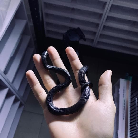 黑王蛇：温和的蛇类之王