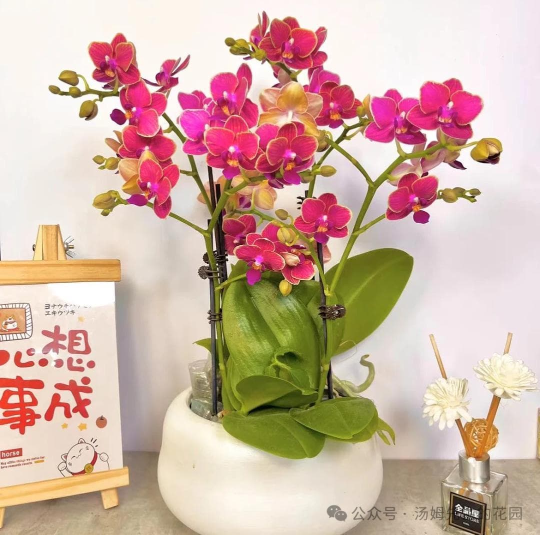 兰花篇--蝴蝶兰品种图鉴（上）