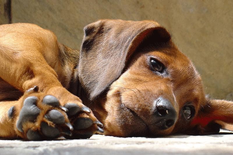 犬猫常见的人畜共患病--细菌病