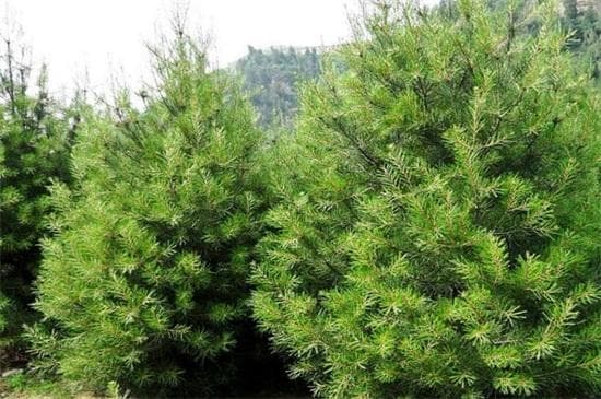 松树种类名称及图片，盘点十大常见松树种类