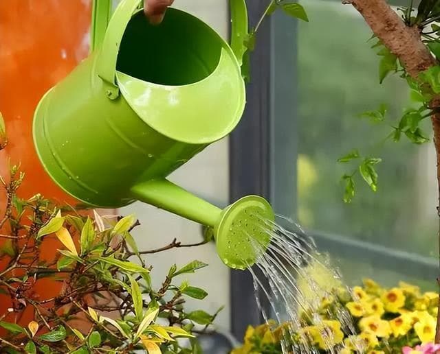 室内植物浇水技巧与注意事项