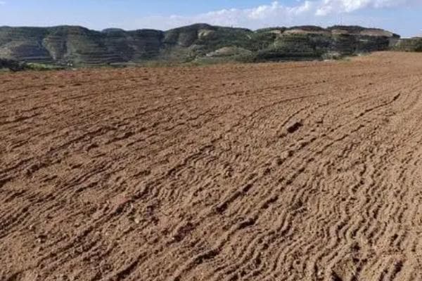 深耕土壤有助提高产量，甘薯高产种植方法