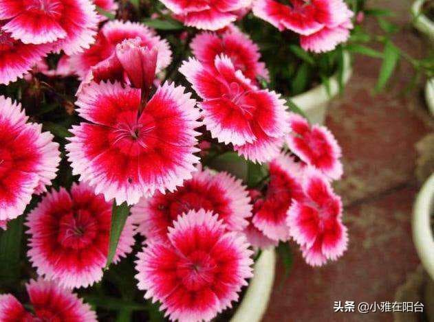石竹花怎么养家庭养法（石竹花的养护小窍门）