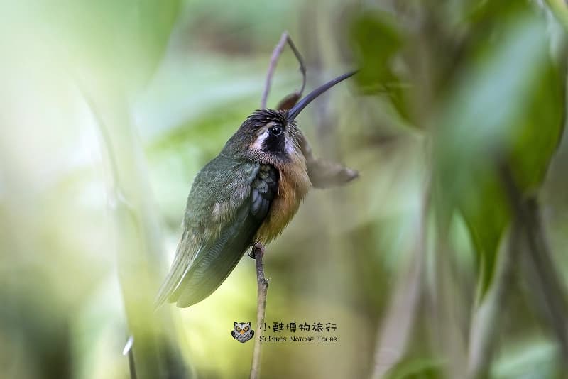 黑喉隐蜂鸟：南美洲特有蜂鸟物种