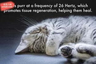 猫咪咬舔行为解析：宠物沟通秘籍