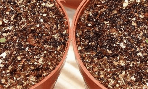 矮牵牛花种子催芽方法