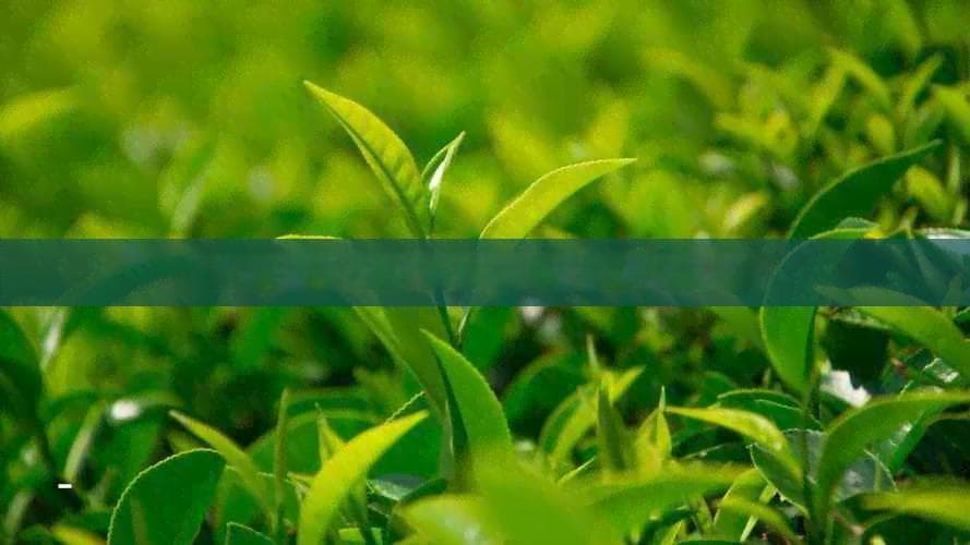 探究幽兰茶的象征意义与品尝技巧