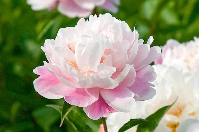 芍药：花中宰相的形态特征、分布与价值