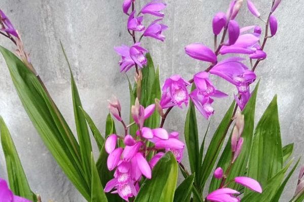白芨种植风险全解析：从市场到技术的四大风险点