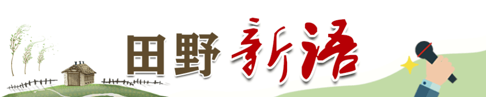 田野新语丨当婚约遭遇法律：如何避免“喜事变悲剧”重复上演