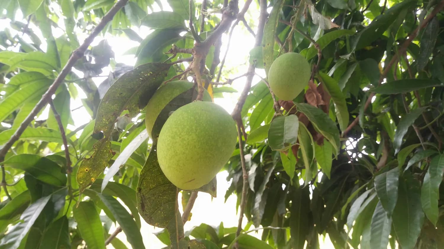 八月瓜+冰糖蜂蜜，养生界的绝配！
