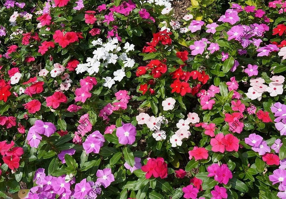 四季开花的室内花卉有哪些？（以及种植方法）