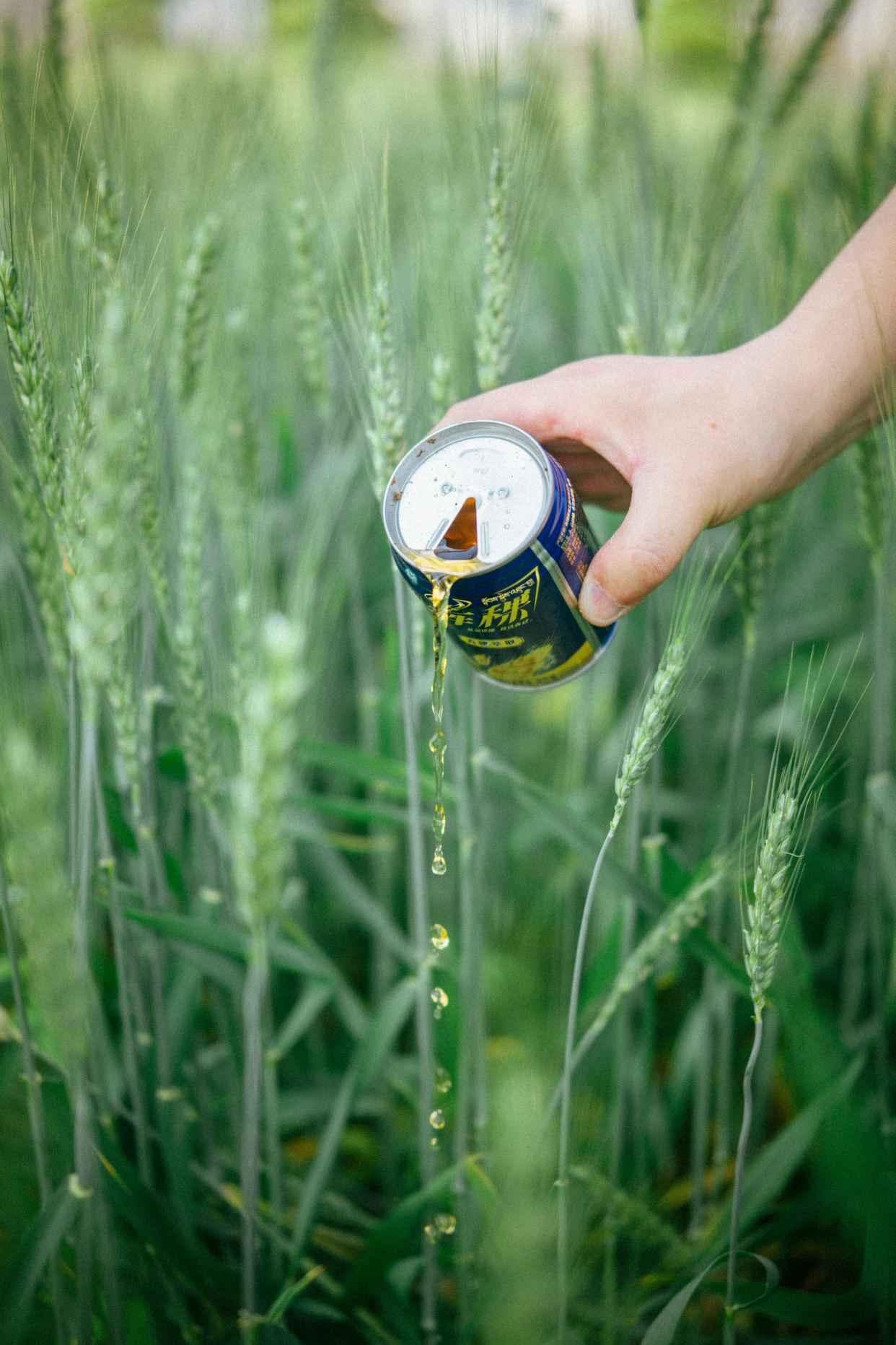 青稞助糖尿病患者控糖，五大功效与食用建议全解析
