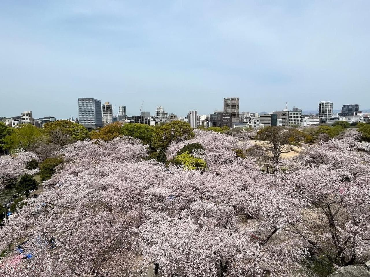 日本人爱樱花，推荐福冈的赏樱景点。