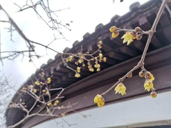 最新 | 天津第一波花开了！天津赏花指南→