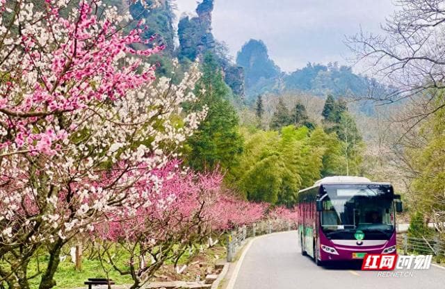 张家界市气象局发布春季花期预报 市民可合理安排赏花时间