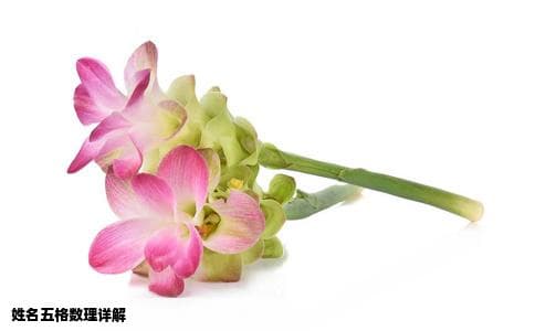 起名必看：非常实用的姓名与五格数理解析