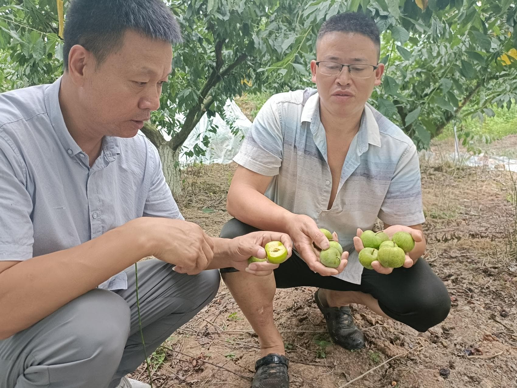 蹚出果酒加工新路子，3900余亩“巴山硒李”不“剩”果