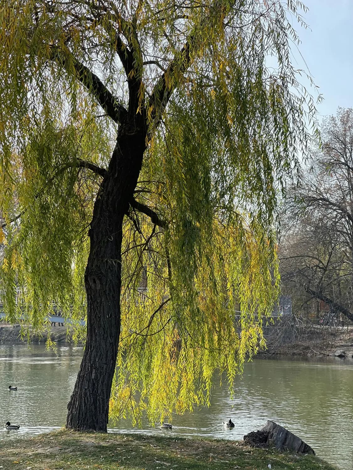 古诗词中的西湖美景：苏轼、白居易、杨万里眼中的天堂