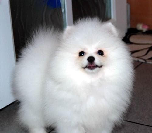 训练博美犬上厕所的实用技巧（以宠物为主，让你的博美犬快速适应室内生活）