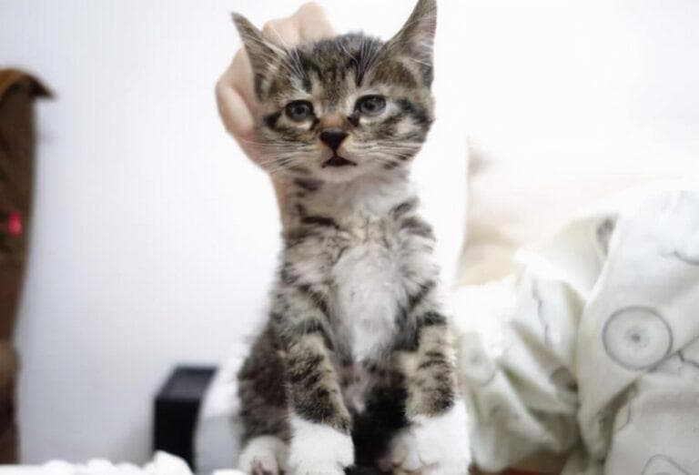 怎么抱猫猫咪不会反抗（抱猫正确姿势与常见错误）