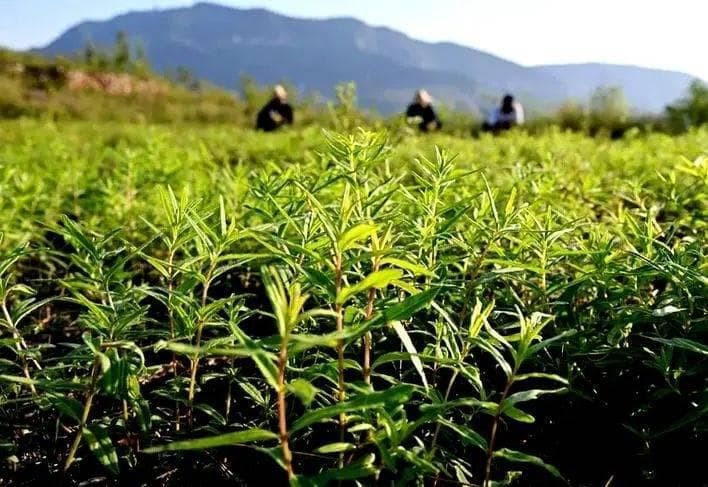 “中医药+文旅”，推动康养旅游能级提升、赋能乡村振兴融合发展