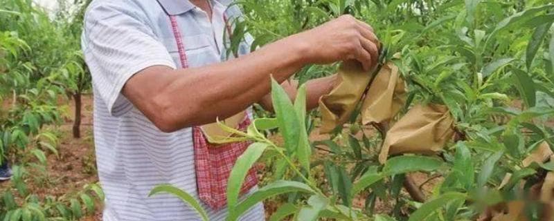 桃树套袋前用什么药？套袋前需全面喷一次杀虫剂