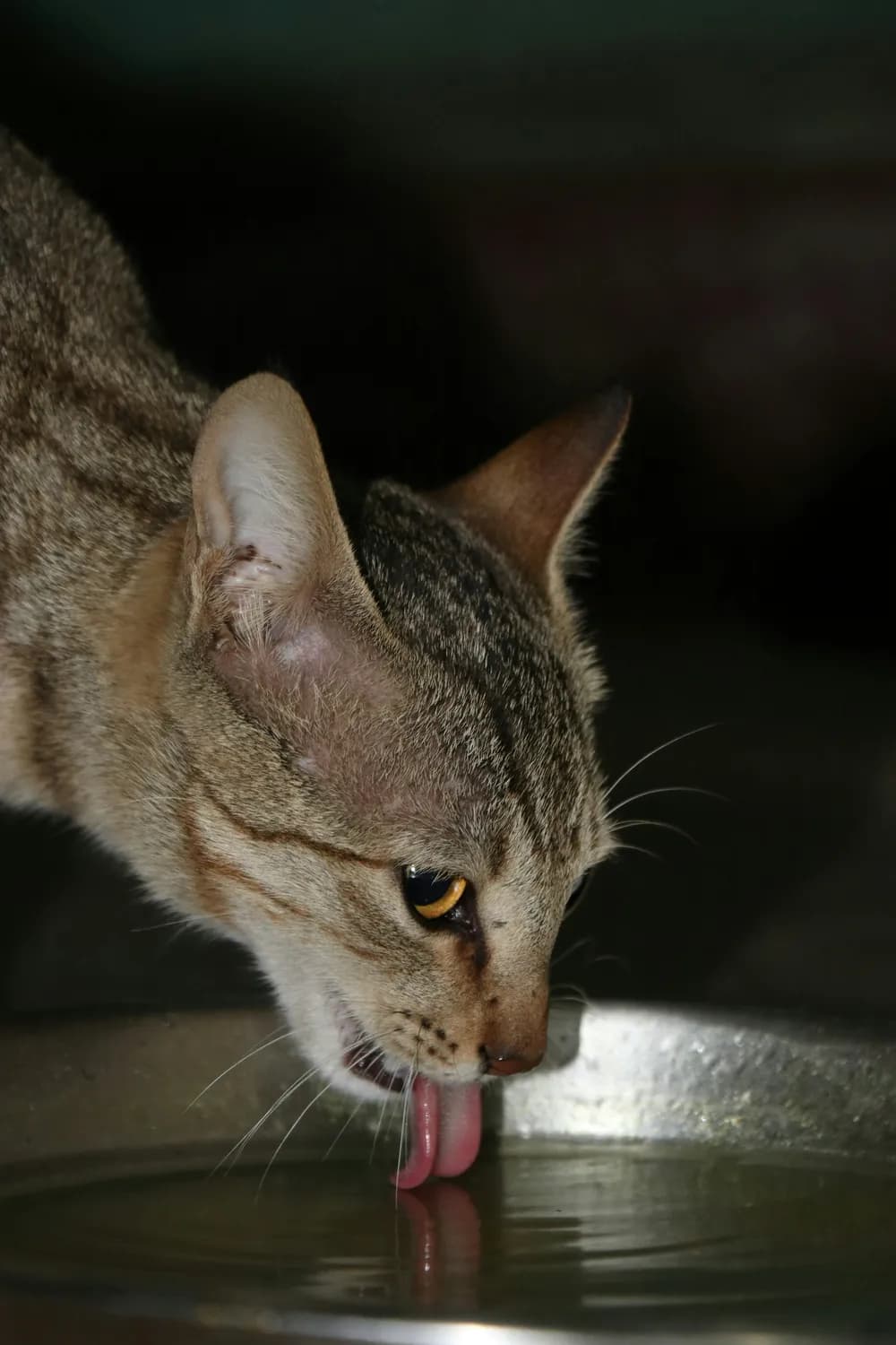 《小猫做饭》教你素食新花样