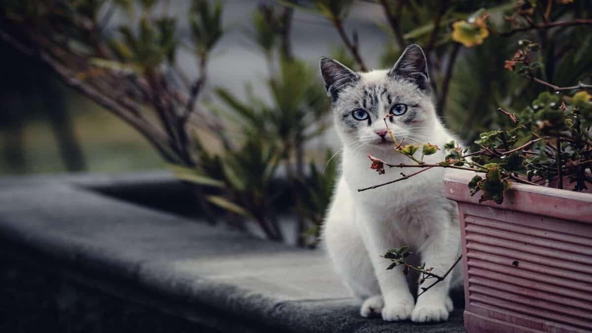 训练猫咪的最佳和最有效方法