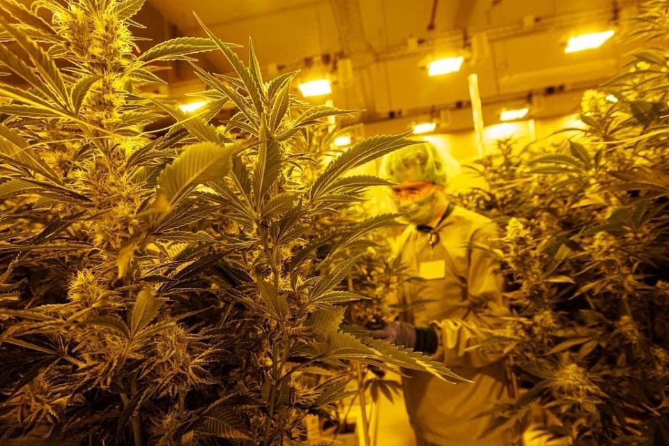 德国娱乐性大麻合法化，西方如何一步步为大麻“洗白”？