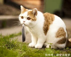 两个月猫食指南：营养均衡是关键