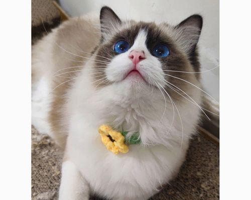 猫咪的语言世界（解读猫咪的身体语言）
