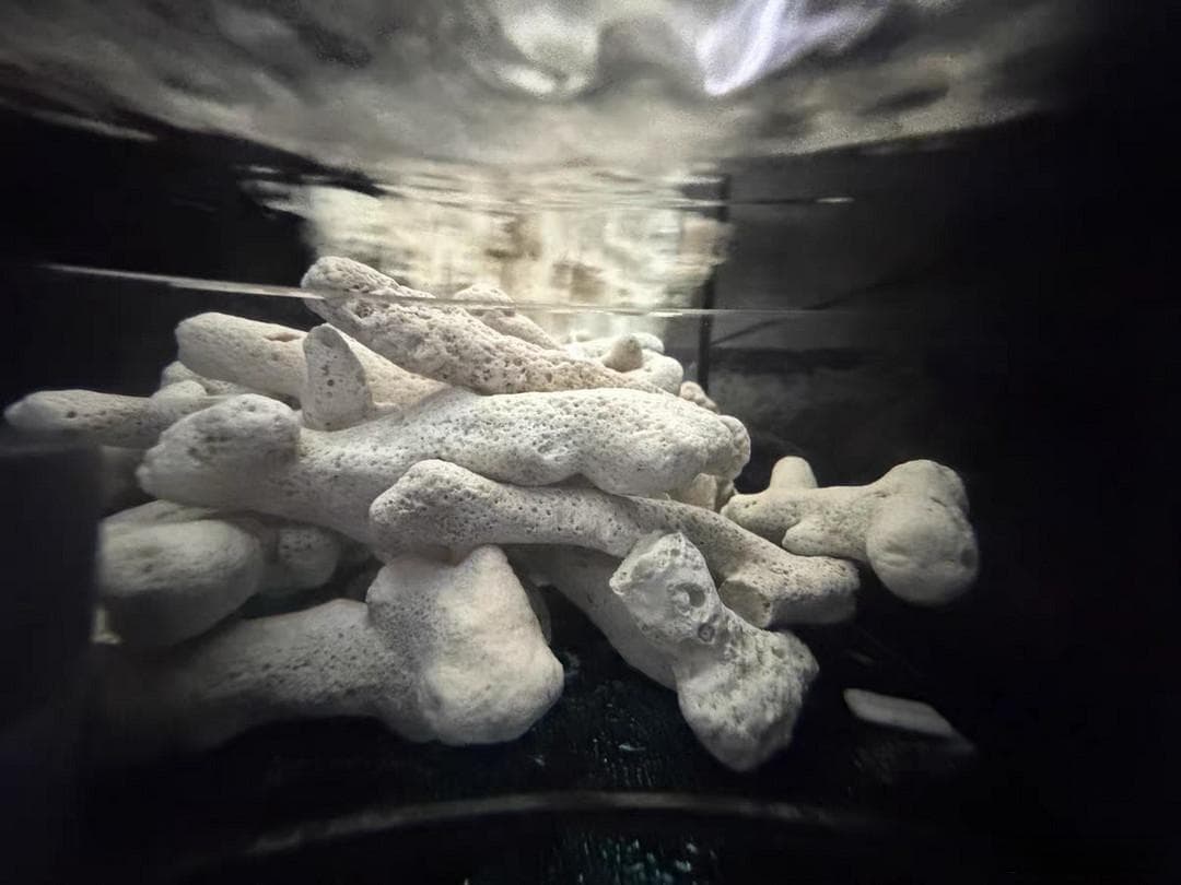 鱼缸装饰必备：六种适合鱼缸的石头推荐及养护指南
