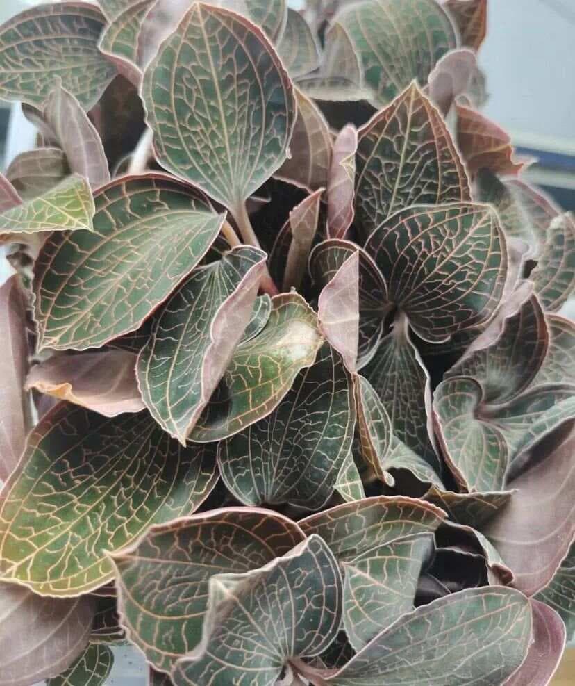 【中草药科普】每天认识一味中草药-金线莲