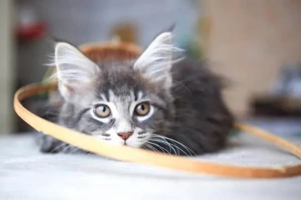 猫咪三大常见病毒之一：杯状病毒，该如何应对？