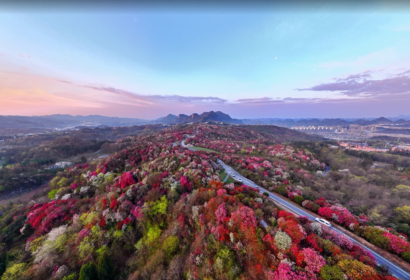 万山红遍竞芳菲——“春时花海”杜鹃花篇