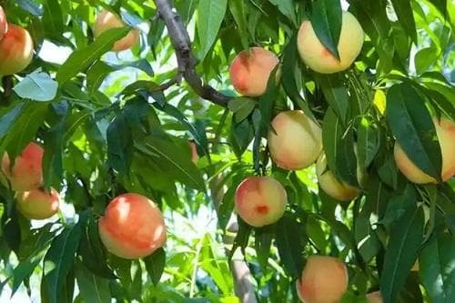 桃树种植科学施肥要点