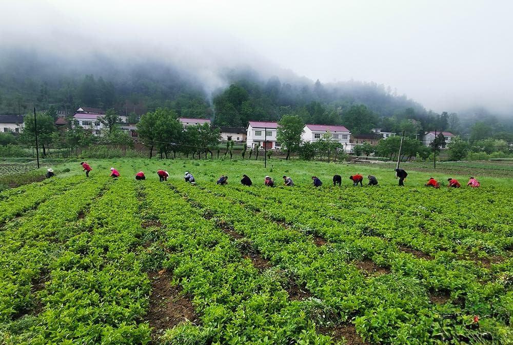 秦巴山麓“天然药库”助力十堰乡村振兴