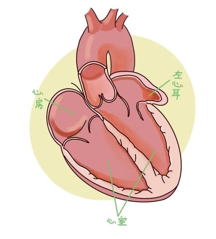经食道超声心动图：发现左心耳血栓的重要检查方法