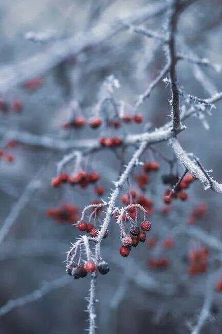 小雪：这样发诗词，高级不落俗，惊艳所有人