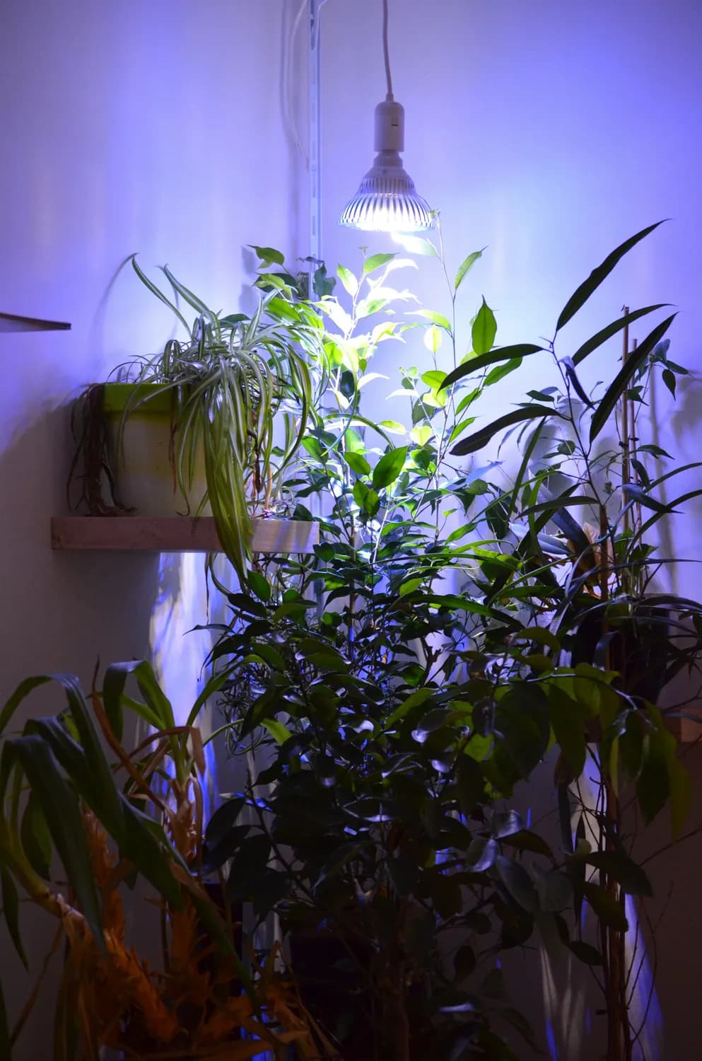 低温胁迫下植物求生大作战