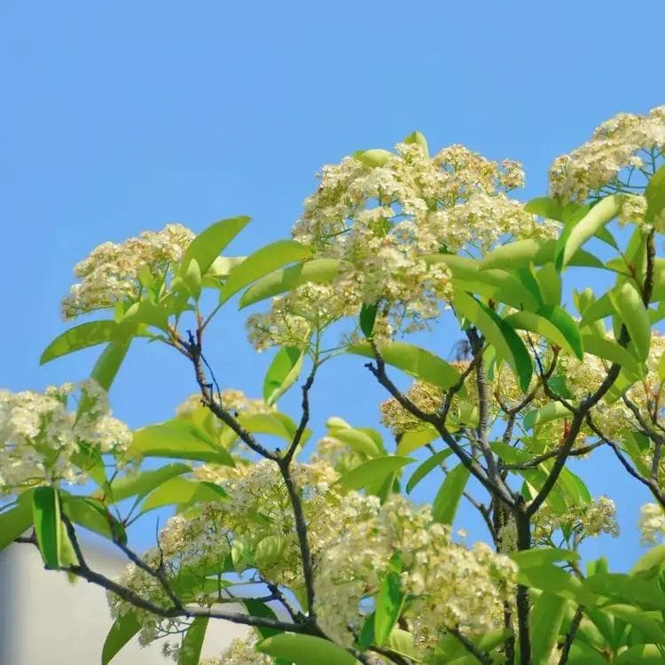 石楠花的花语是什么