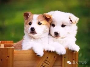 幼犬饮水习惯培养，注意适量清洁