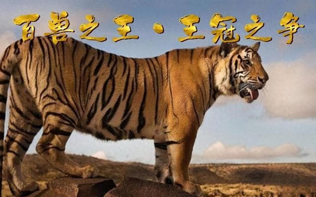 谁才是真正的“万兽之王”？从体型到智慧的全面解析