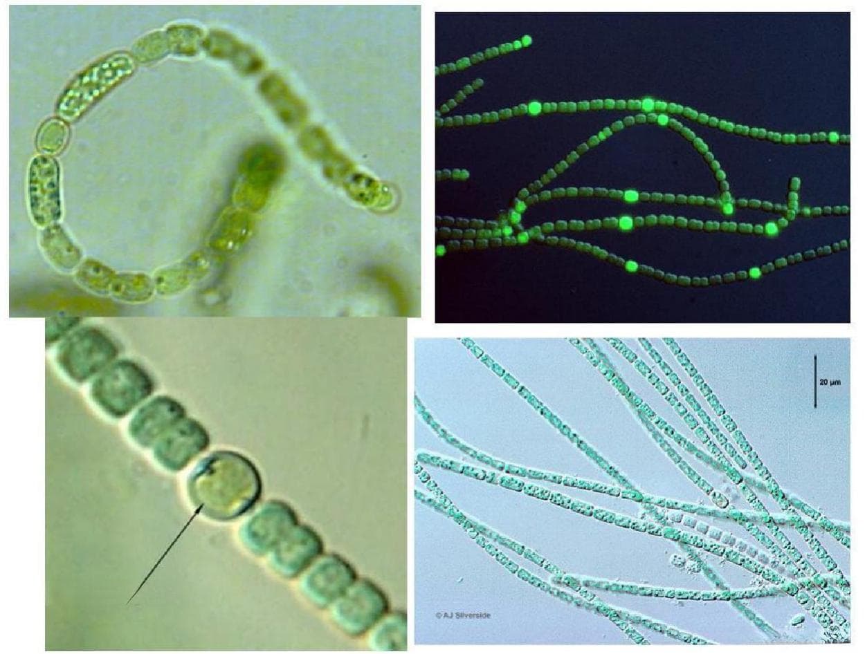 蓝藻的生物学及生态学特征