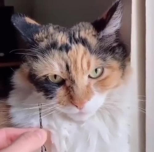猫咪胡须断裂怎么办？从原因到处理全攻略