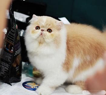 猫咪应补充四类饮食营养 调养有道