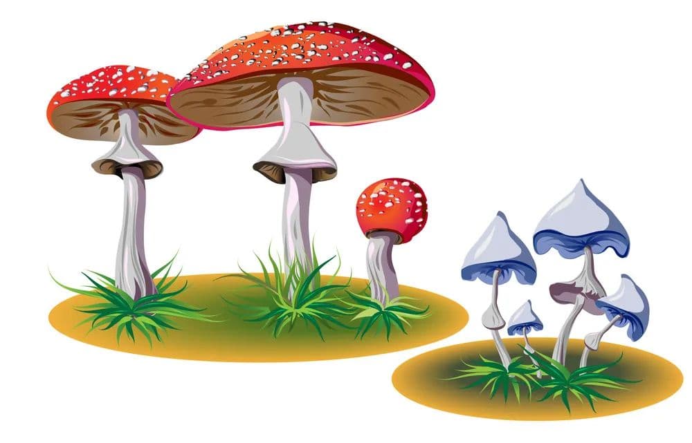红伞伞，白杆杆，吃了一起躺板板……蕈类中毒怎么办？