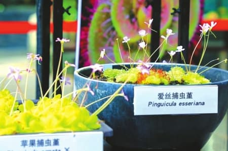 真奇妙！植物也有智慧