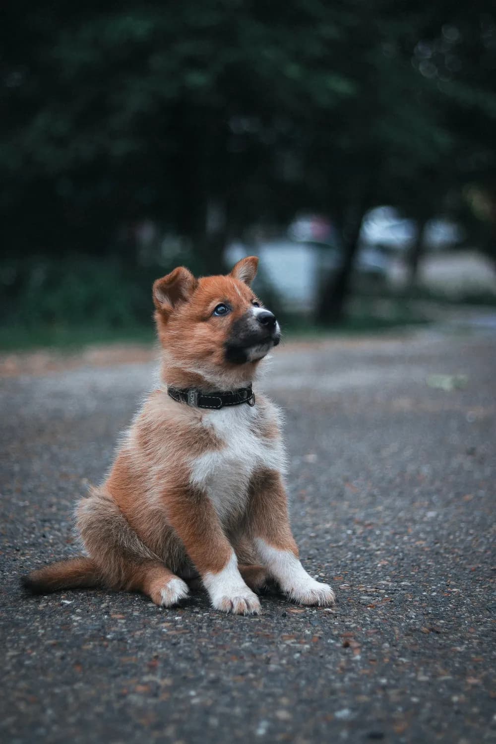 狗狗走丢？一键扩散寻狗启事！